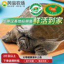 芮宝农场【活鲜】汉寿华甲鱼鲜活净重1斤/只鳖团鱼生鲜放生鲜源头直发包邮