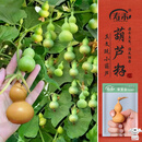 寿禾 手捻葫芦种子种苗特小文玩花草种籽 潍丰草里金手捻葫芦种子40粒