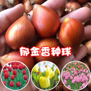 萌肉居郁金香种球水培土培绿植花卉郁金香种球随机色5个源头直发