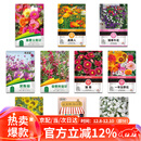 花沃里10款花种子套餐 花卉种子组合太阳花凤仙花向日葵四季种野花种籽