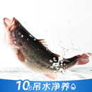 【吊水鱼】鲜活大河鲈鱼600/条