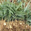 高产新鲜多花黄精姜形苗多花种苗倒苗四川正宗老虎黄金鸡头 改良高产三年苗500颗-带叶带根