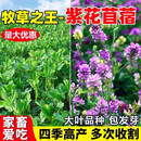 易蔻大叶苜蓿紫花苜蓿种子多年生牛羊鸭牧草食用芽苗菜木须菜牧草之王 进口紫花苜蓿【净籽50斤装】特高产型