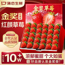 蒲恋大凉山红颜奶油草莓【多地次日达】非丹东99草莓新鲜水果礼盒礼品 A+果园现摘【新鲜直发】 【高性价比】2盒优选礼盒净重500g