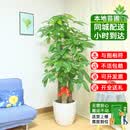 仙植缘【2小时同城】大型发财树盆栽客厅步步高升绿植办公室内开业乔迁 |约1.75米|步步高发财树|白瓷盆 专车送货 更快更好