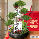 Only you【2小时达】五层塔松盆栽绿植盆景室内植物开业生日乔迁中秋节 学术长青【精致造景五层塔松盆景】 送导师推荐
