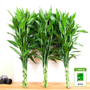 花翁富贵竹水培绿植物招财转运室内水养花卉盆栽85-95cm10棵源头直发