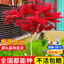 蓝桂圆红枫树苗 盆栽庭院地栽绿化苗木 好养易活3CM粗度源头直发