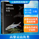 高黎贡山鱼类 陈小勇曾宇旸 主编 编 云南科技出版社 书籍 图书