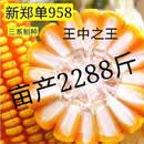 郑单958玉米种子农科院选育四川河南山东好种子 郑单958【4斤装】精品