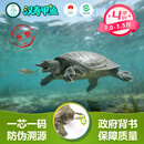 汉寿甲鱼 生态养殖 鱼鳖 【足4年份】鱼鳖共生3.0-3.5斤