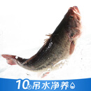【吊水鱼】鲜活冲浪河鲈鱼400g/条
