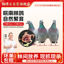 杨博士皖南鸽子肉3只装 单只净重300g及以上 林鸽土鸽生鲜源头直发