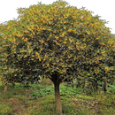 鼎曳桂花树大树小叶金桂原生树苗地栽四季桂庭院别墅耐寒植物 小叶金桂【黄色】送货上门 精品树12公分粗【2.5-2.8米高】