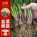 北蔬韭菜根苗紫根老品种四季带肥 紫根韭菜根80-100棵+肥源头直发包邮