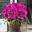 鲜花情新年同城配送蝴蝶兰大花蕙兰北美冬青大盆栽花卉乔迁爸妈长辈礼物 10株紫色蝴蝶兰-底盆随机可选 同城专人送花到家-当天达-也可预定日期