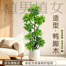 植男植女8-9头DIY造型鸭脚木真大型盆栽客厅室内绿植落地1.4-1.6源头直发
