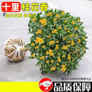 湃点桂花树苗浓香型桂花盆栽地栽金桂庭院园林造景金桂1cm粗 源头直发