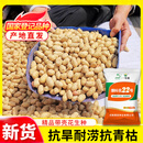 德圣致远原装原种濮科花22号带壳花生种子高产高油抗性好籽粒饱满质量保证