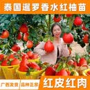 新品种泰国暹罗香水红柚三红柚嫁接苗柚子树红心纯甜水果树当年结 十年苗
