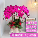 元族【2小时达】大蝴蝶兰盆栽兰花同城配送鲜花送父母长辈礼物年宵花 【鸿运当头】6株紫色蝴蝶兰盆栽（花盆随机）