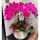 鲜花情大花蝴蝶兰盆栽带花盆【专人送花】乔迁礼物送爸妈长辈同事 6株紫色蝴蝶兰-底盆随机可选A 今日达-同城配送到家-可预定