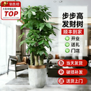 叹为观止大型植物发财树各种大颗盆栽开业乔迁客厅办公室内好养大型花卉 三杆发财树【1.6-1.8米】 含盆