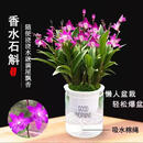 【开花香满屋】香水石斛兰盆栽懒人四季好养活室内绿植花卉 【香水石斛兰5苗】-开花香满屋 【送吸水盆+肥料】更好养活