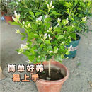 笔尖茉莉花苗植物盆栽室内客厅阳台新款四季好养花卉绿植净化空气 白色 10-45厘米 店铺热卖 六年苗独杆笔尖茉莉