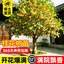 静黛轩桂花树苗盆栽四季金丹八月桂带土球当年开花庭院地栽绿化花卉 【粗10cm】精品金桂1.5-1.8m