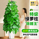 卉优大叶绿萝柱幸福树发财树大型植物开业乔迁客厅办公室内好养绿植 同款低价|大叶绿萝柱1.4-1.5米【钻石盆】 主图盆
