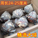 黎昕  精选特级漳州水仙花大种球正宗大花头 水培球根植物原产地发货 精选单瓣，大球6个 周长24-25cm(水仙特级精选)