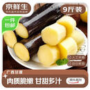 京鲜生 广西黑皮甘蔗 净重9斤装新年礼物生鲜水果源头直发包邮