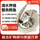 正大食品 整条暹罗鳄 净重15斤 1号会员店食用鳄鱼人工养殖 源头直发