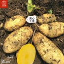 大禹土豆种子原种带芽红皮黄心土豆脱毒洋芋马铃薯批发早熟冬春季蔬菜 黄心土豆种子5斤