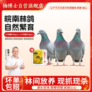 杨博士皖南鸽子肉 单只净重350g及以上*3只装 林鸽土鸽生鲜源头直发