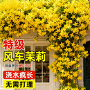 静黛轩2米风车茉莉盆栽特大苗好养垂丝爬藤耐寒阳台盆栽植物四季开花卉 黄色风车茉莉（特大苗2m高）
