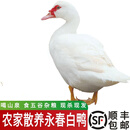 双黑农家散养永春石鼓白鸭 五谷杂粮养大 红面番鸭 白鸭新鲜活鸭现杀