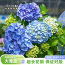 海蒂的花园大花绣球 大海蓝1加仑盆【带花苞发货】