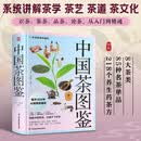 中国茶图鉴(彩插精装版)图文讲解茶学茶道茶文化及茶艺精要 一本书读懂中国茶 美食大赛