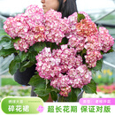海蒂的花园大花绣球 碎花裙1加仑盆【带花苞发货】