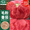 寿禾 毛粉沙瓤番茄种子种苗西红柿冬春菜籽 潍育粉冠大番茄种子100粒