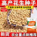 一斗田德圣正品濮科花22高产花生种子10KG下针多坐果多皮薄籽大出油率高