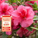 虹越（HONGYUE）安酷杜鹃花大苗多季开花 庭院造景花园多年生易养护常绿花卉植物 【超大规格苗】胭脂 20加仑