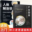 人体解剖学：结构和功能图谱+尸变图鉴：自然环境下的尸体变化（套装全2册）经典入门基础医学通用教程 法医学网红书