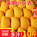 海南小台农芒果10斤新鲜小台芒当季特产水果现摘芒果大果【活动】 单果80g+（带箱8斤）