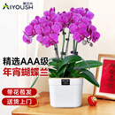 爱优尚蝴蝶兰带花苞盆栽秋冬兰花苗年宵花四季花卉植物紫六室内源头直发
