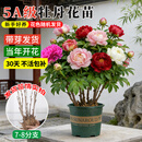 蓝桂圆洛阳红牡丹花苗7-8分支正宗重瓣大花盆栽带花苞室内 庭院源头直发