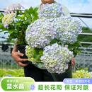 海蒂的花园绣球花苗盆栽阳台庭院别墅植物室内好养无尽夏大花易成活源头直发