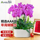 爱优尚蝴蝶兰带花苞盆栽秋冬兰花苗年宵花四季花卉植物雅室内源头直发